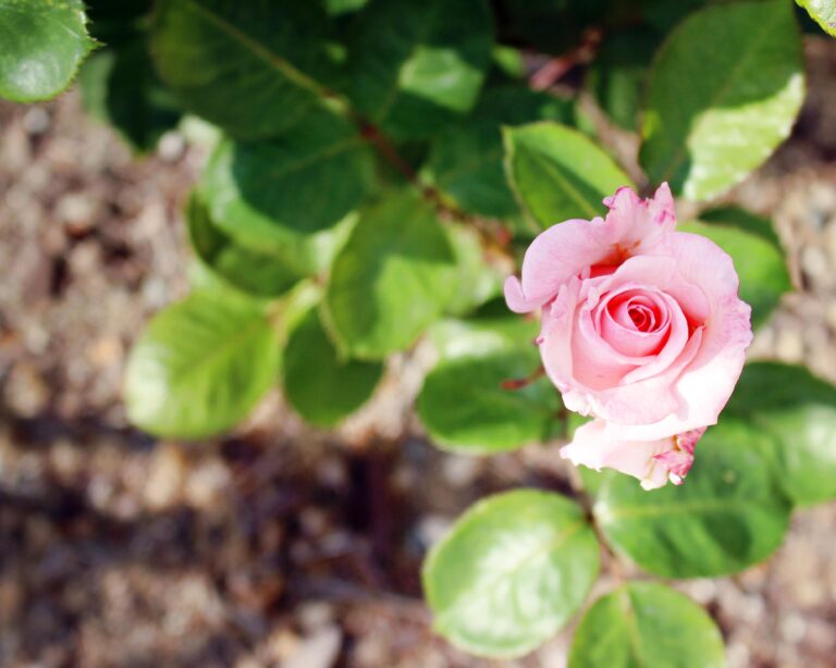 rose blooming that symbolizes trusting the process